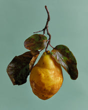 Load image into Gallery viewer, Quince on Green
